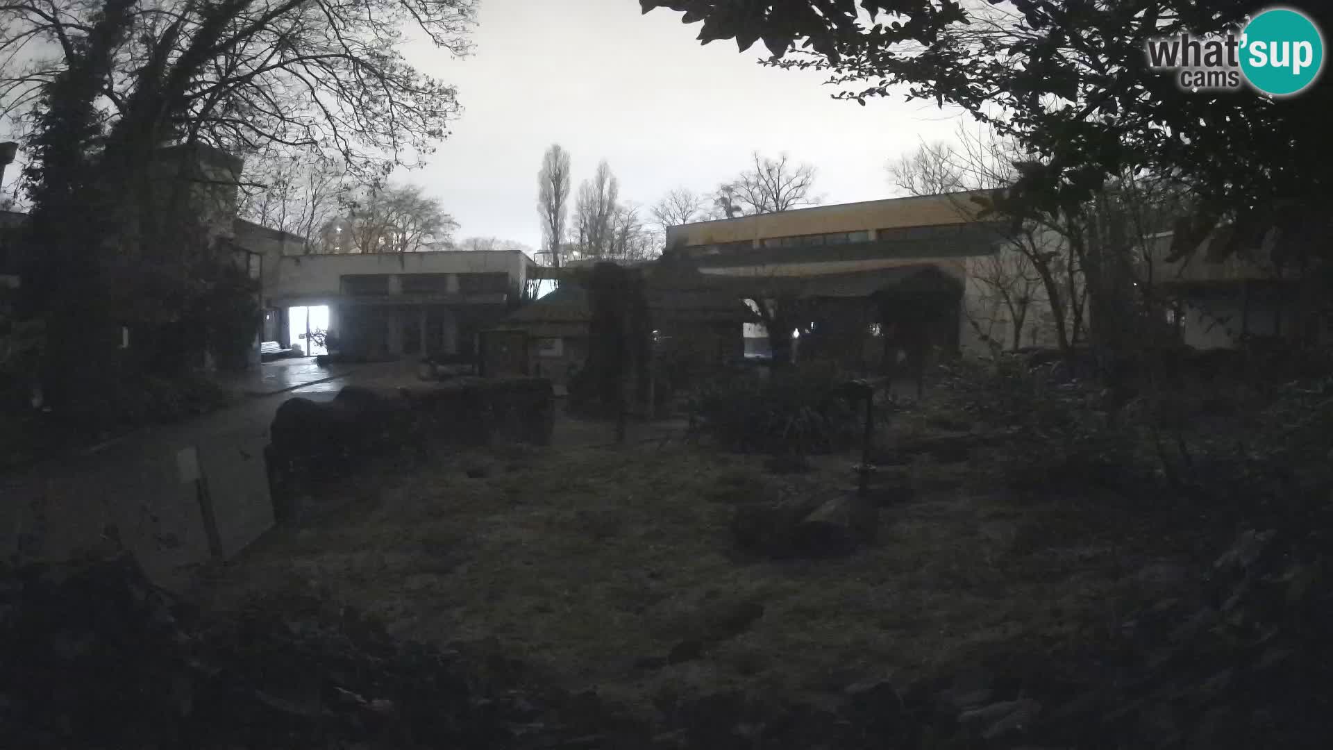 Zoo Zagreb – Merkat