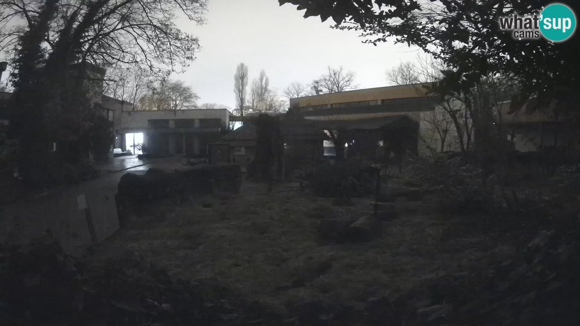 Zoo Zagreb – Suricata