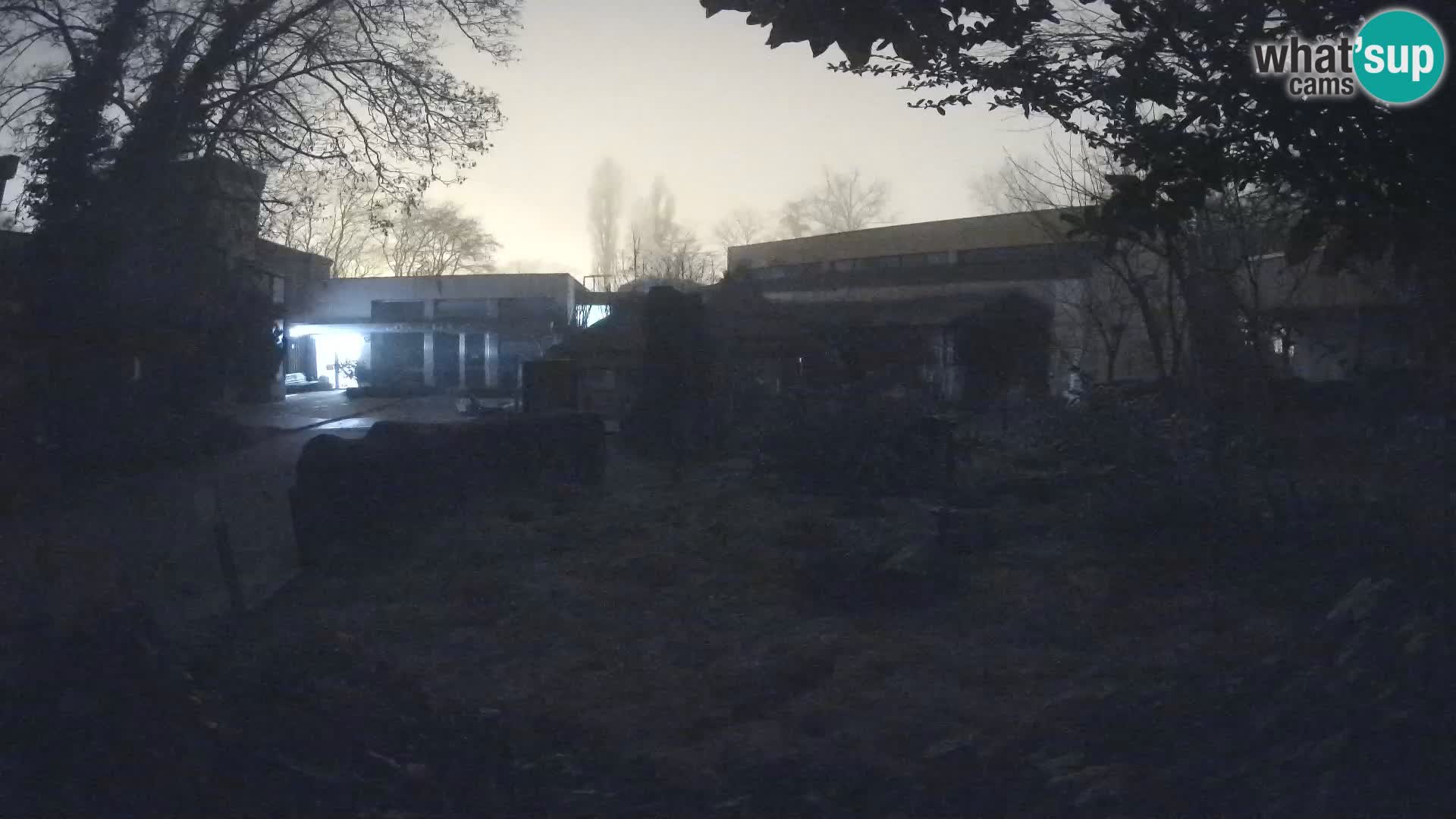 Zoo Zagreb – Suricata