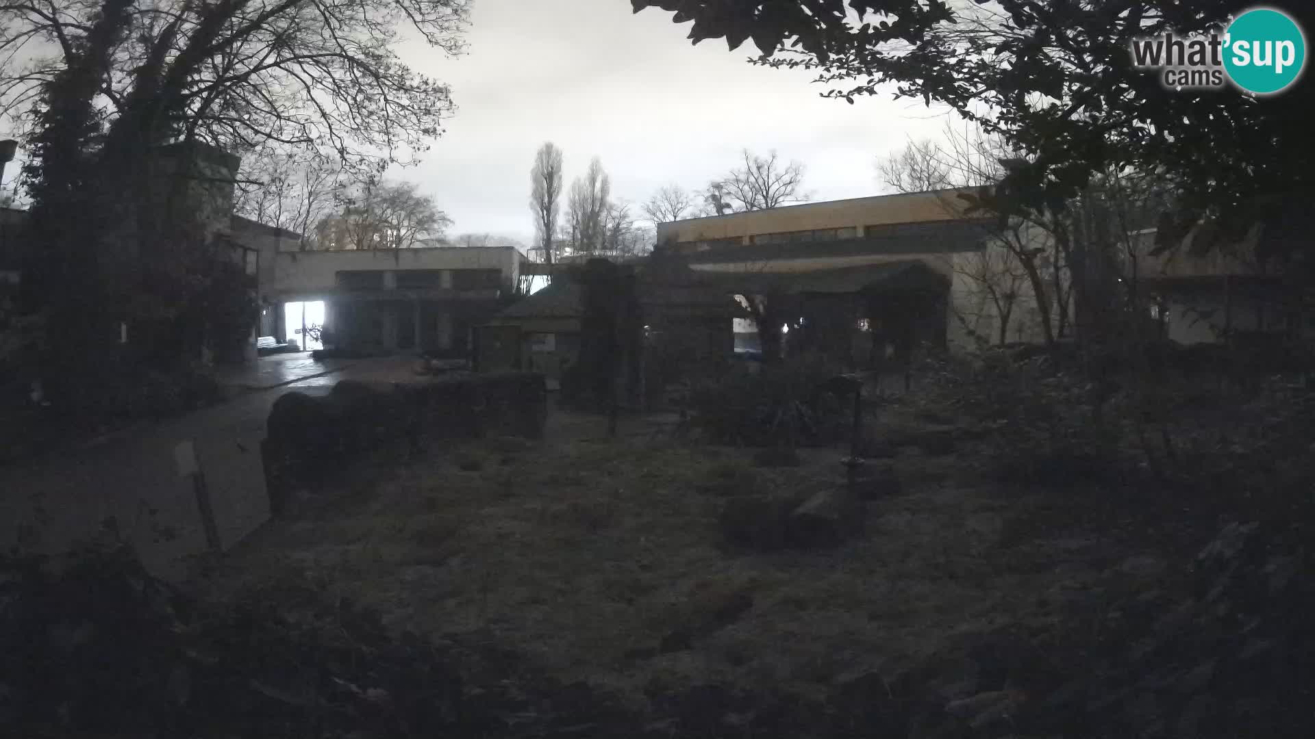 Zoo Zagreb – Suricate