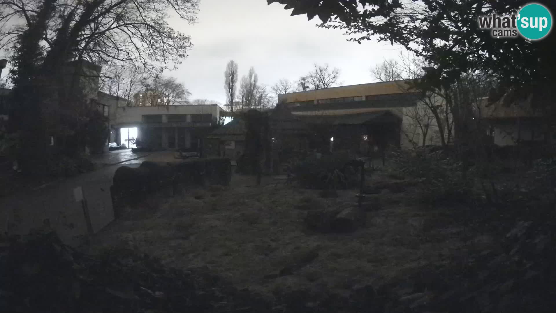 Zoo Zagreb – Merkat