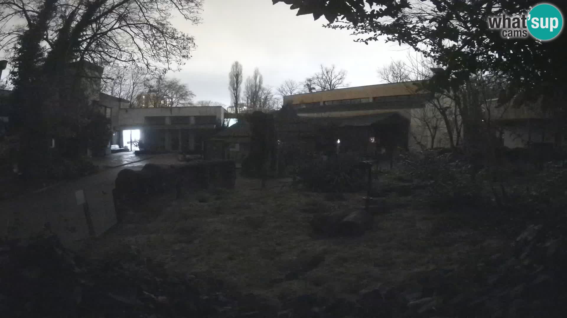 Zoo Zagreb – Meerkat (Suricate)