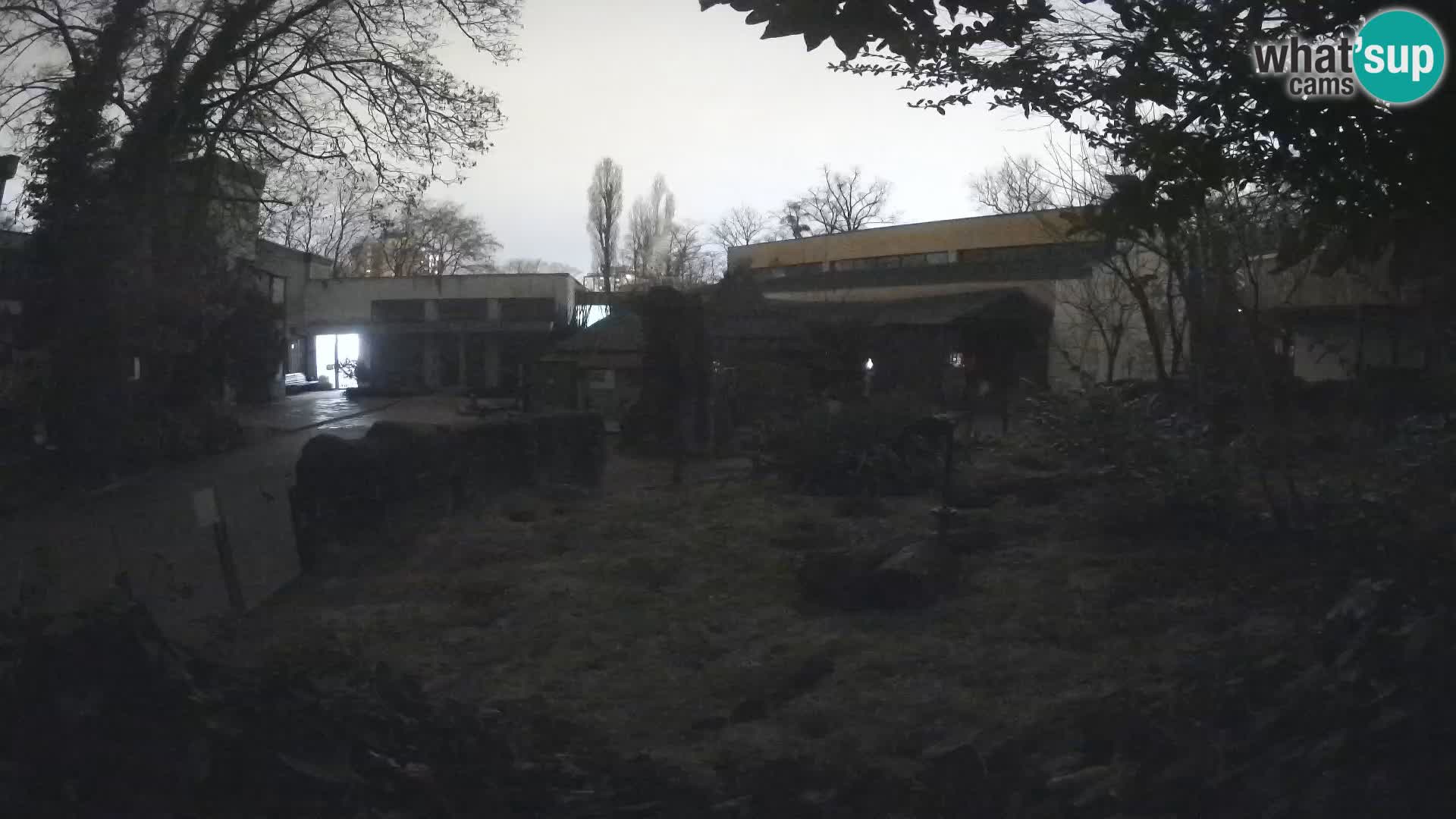 Zoo Zagreb – Suricate