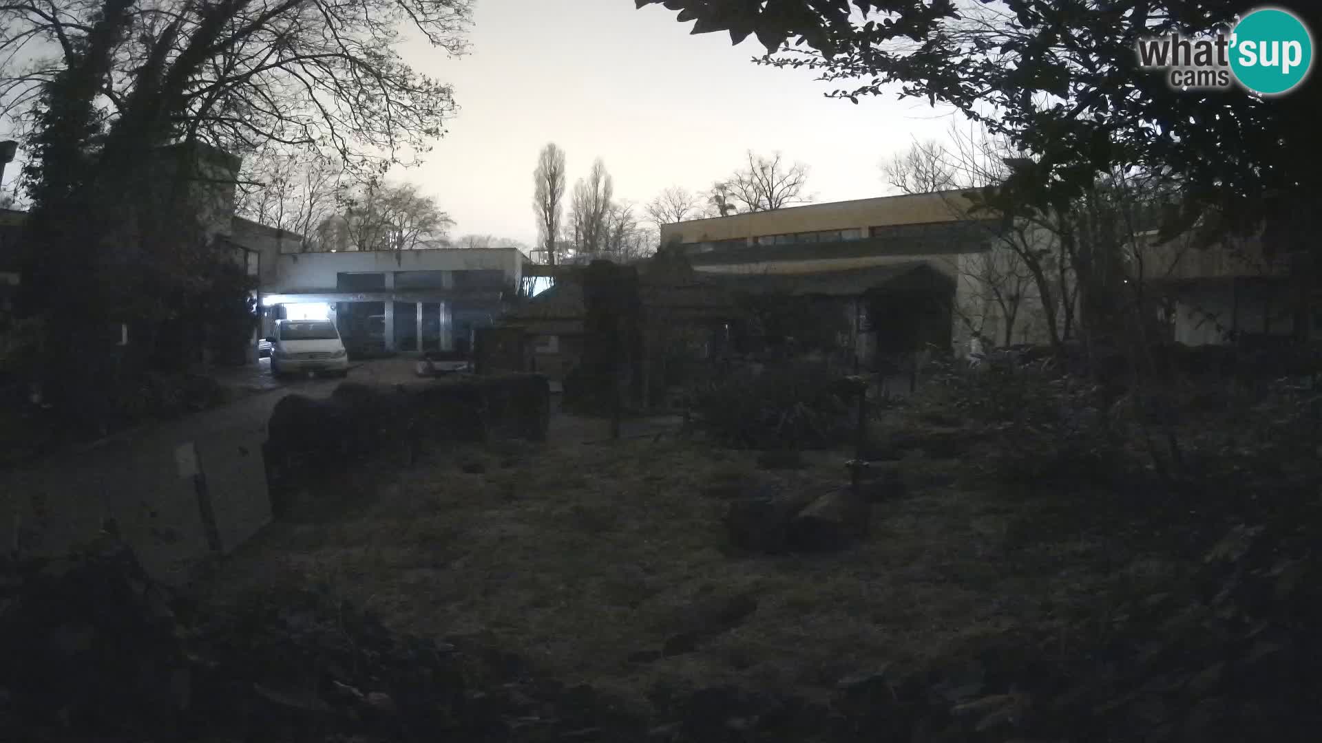 Zoo Zagreb – Suricate