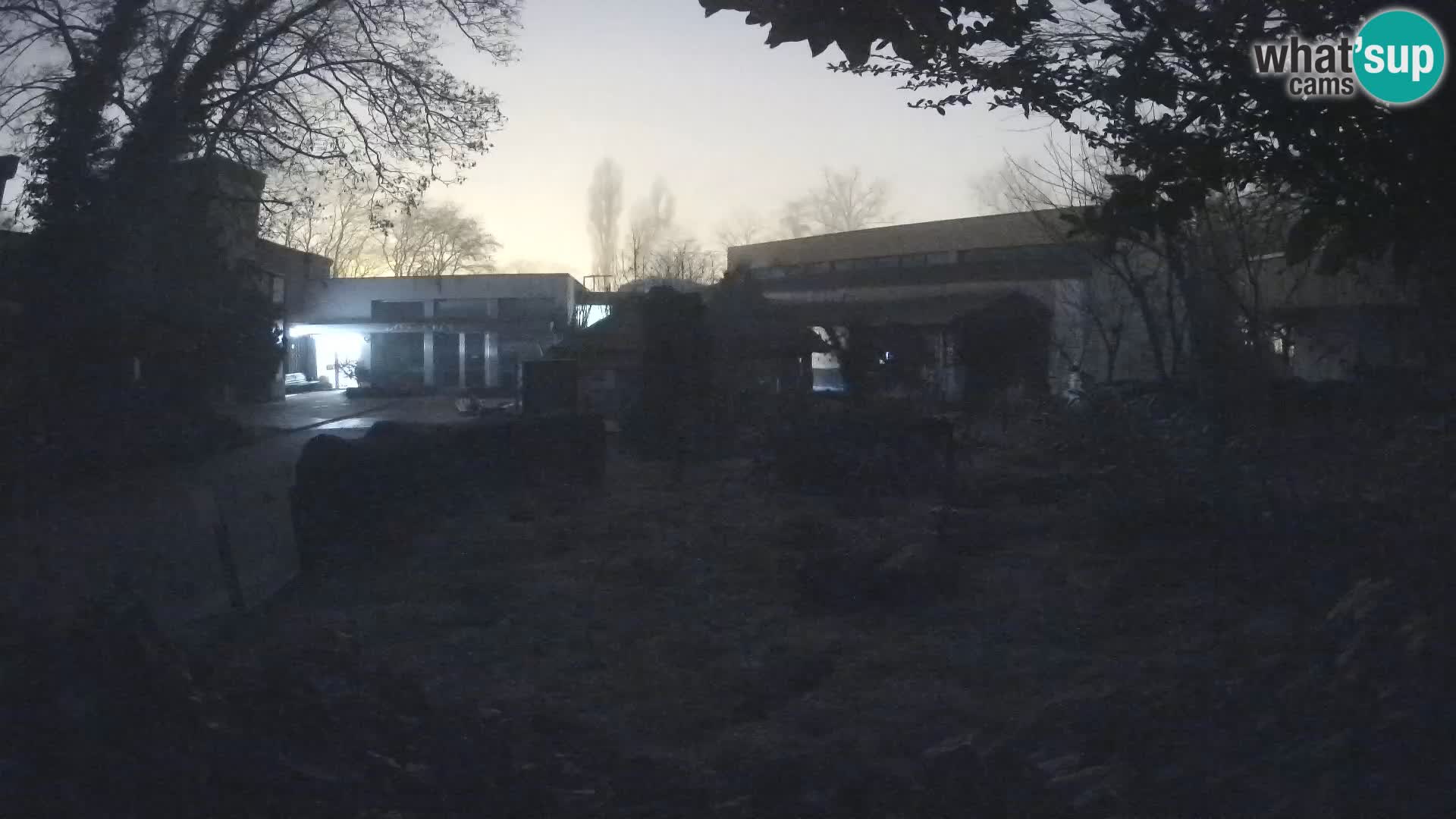 Zoo Zagreb – Suricate