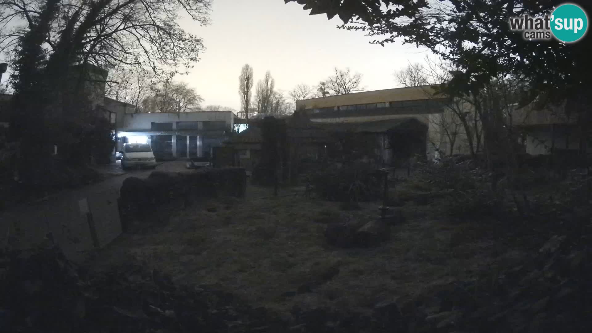 Zoo Zagreb – Surikate