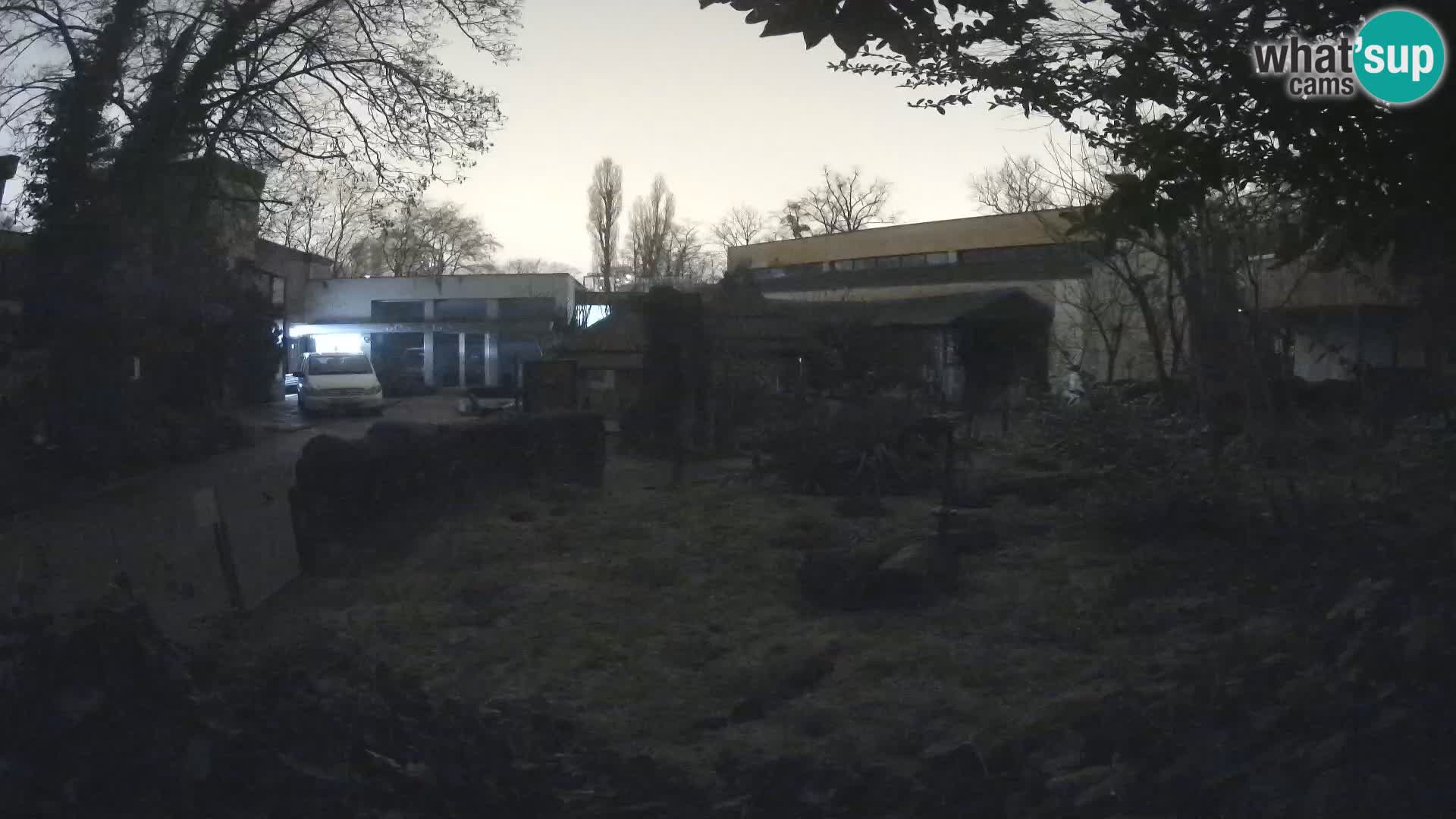 Zoo Zagreb – Merkat