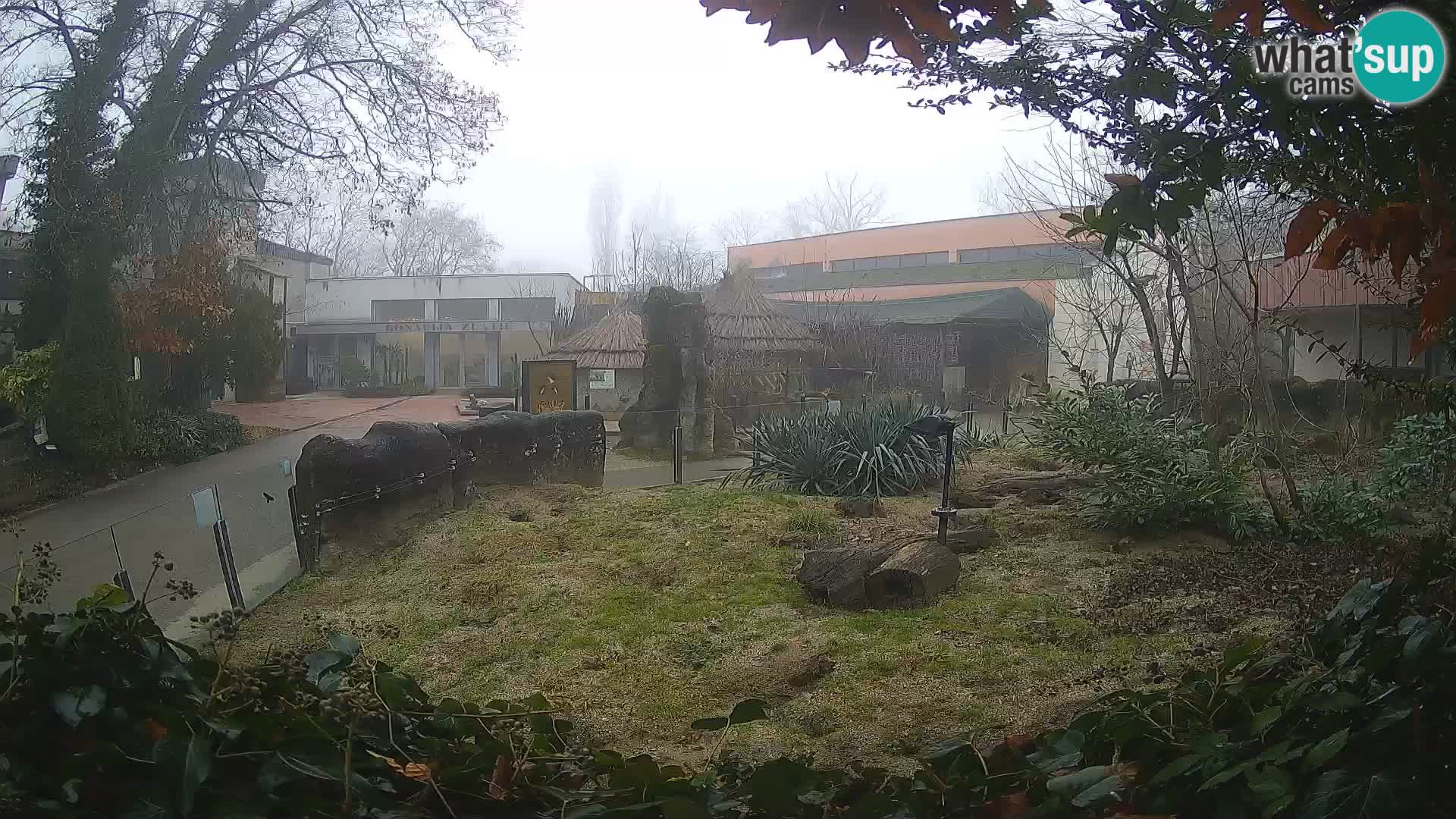 Zoo Zagreb – Suricate