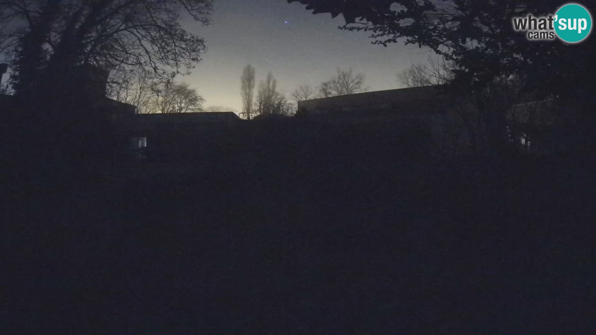 Zoo Zagreb – Suricate