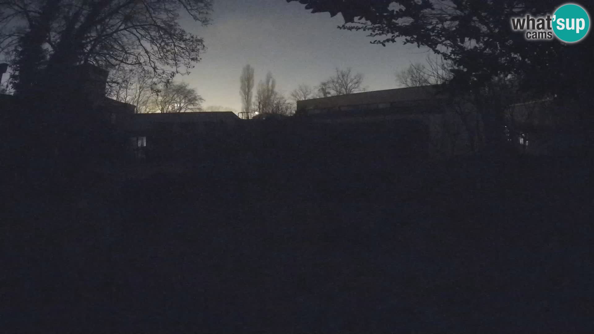 Zoo Zagreb – Suricata