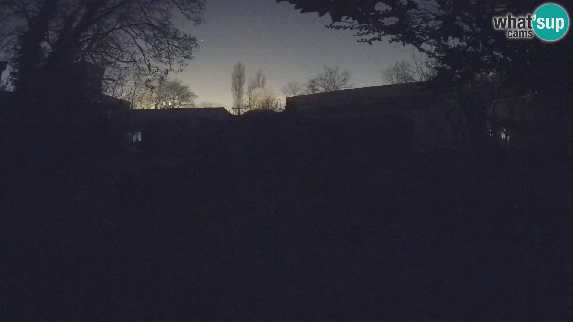 Zoo Zagreb – Suricata