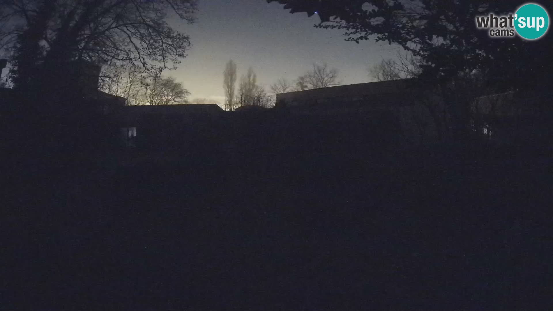 Zoo Zagreb – Meerkat (Suricate)