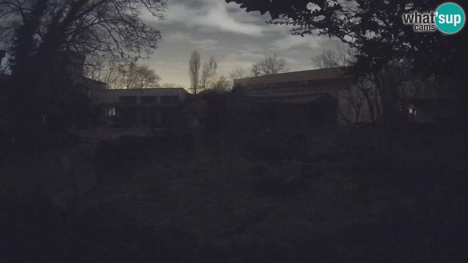 Zoo Zagreb – Suricata