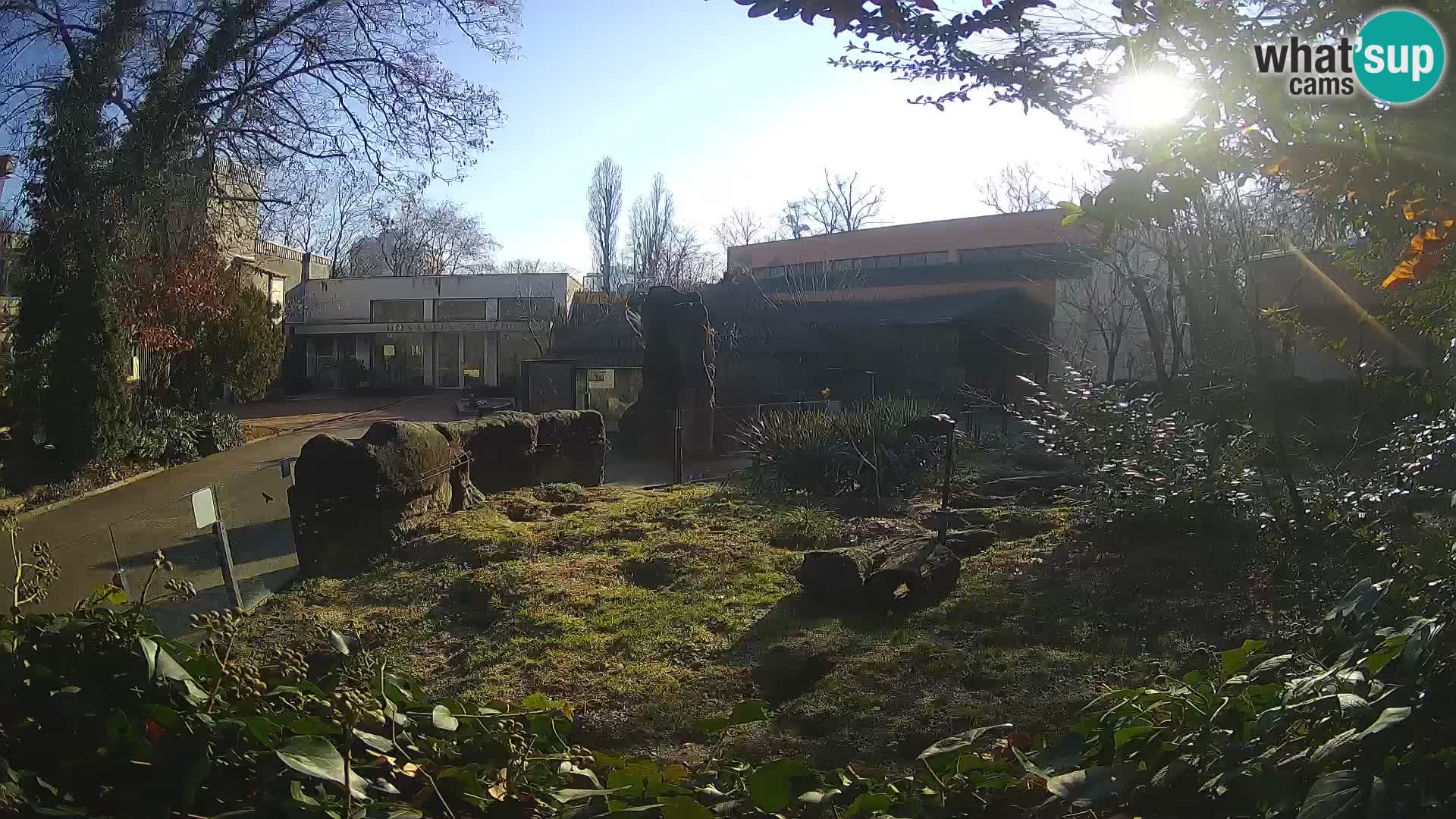 Zoo Zagreb – Suricate