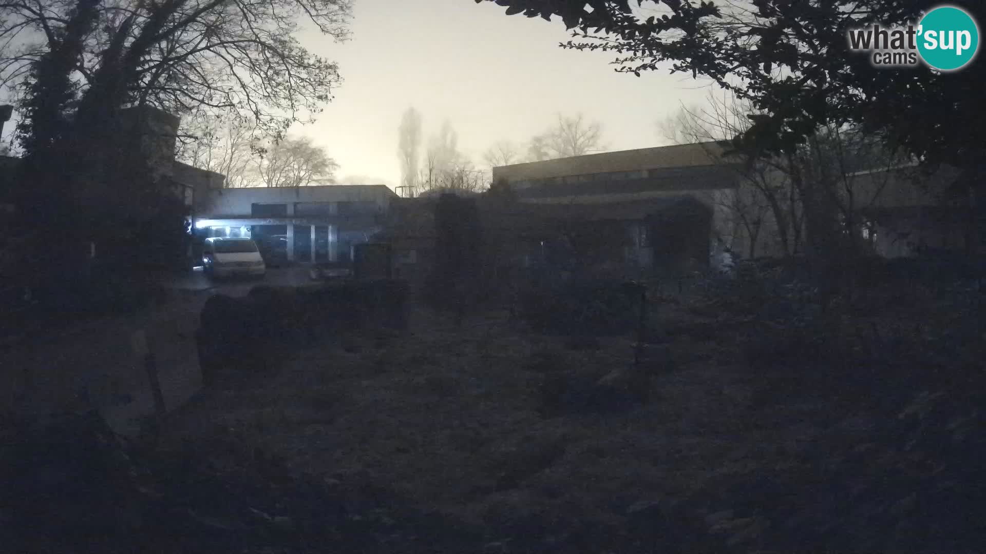 Zoo Zagreb – Suricata