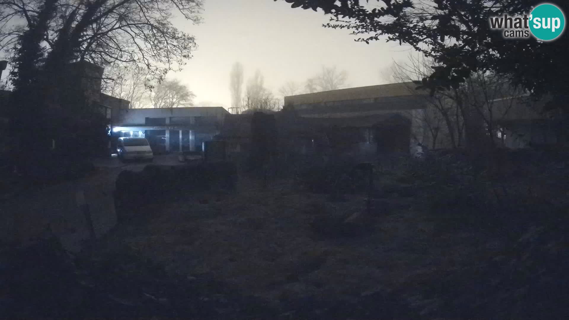 Zoo Zagreb – Suricate