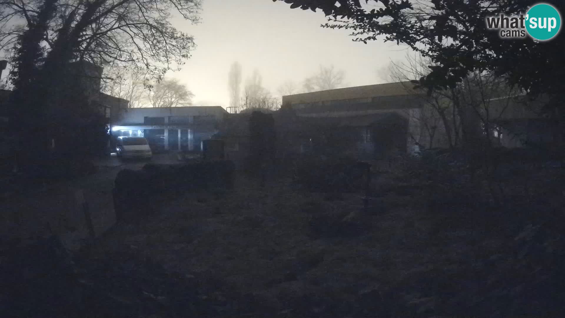 Zoo Zagreb – Suricate