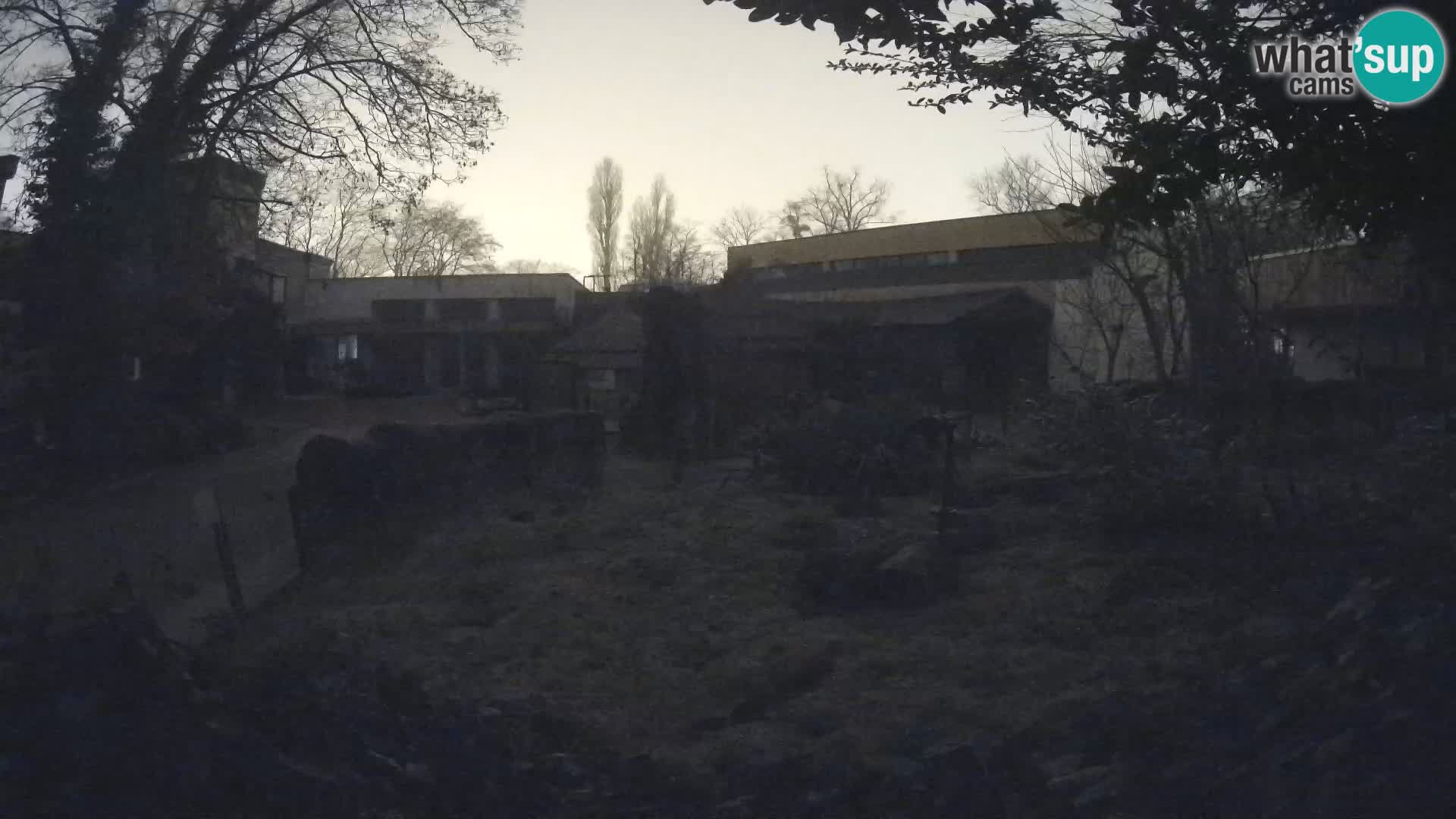 Zoo Zagreb – Suricata