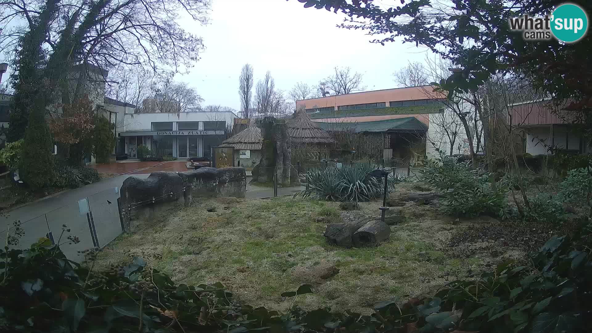 Zoo Zagreb – Merkat