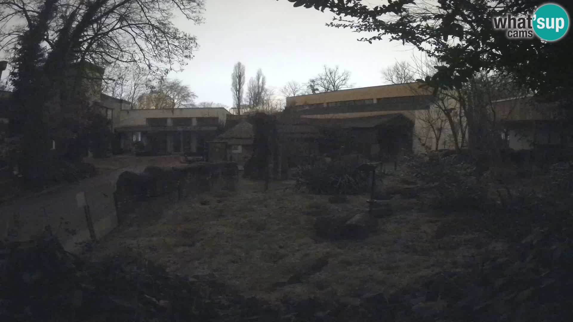 Zoo Zagreb – Suricate