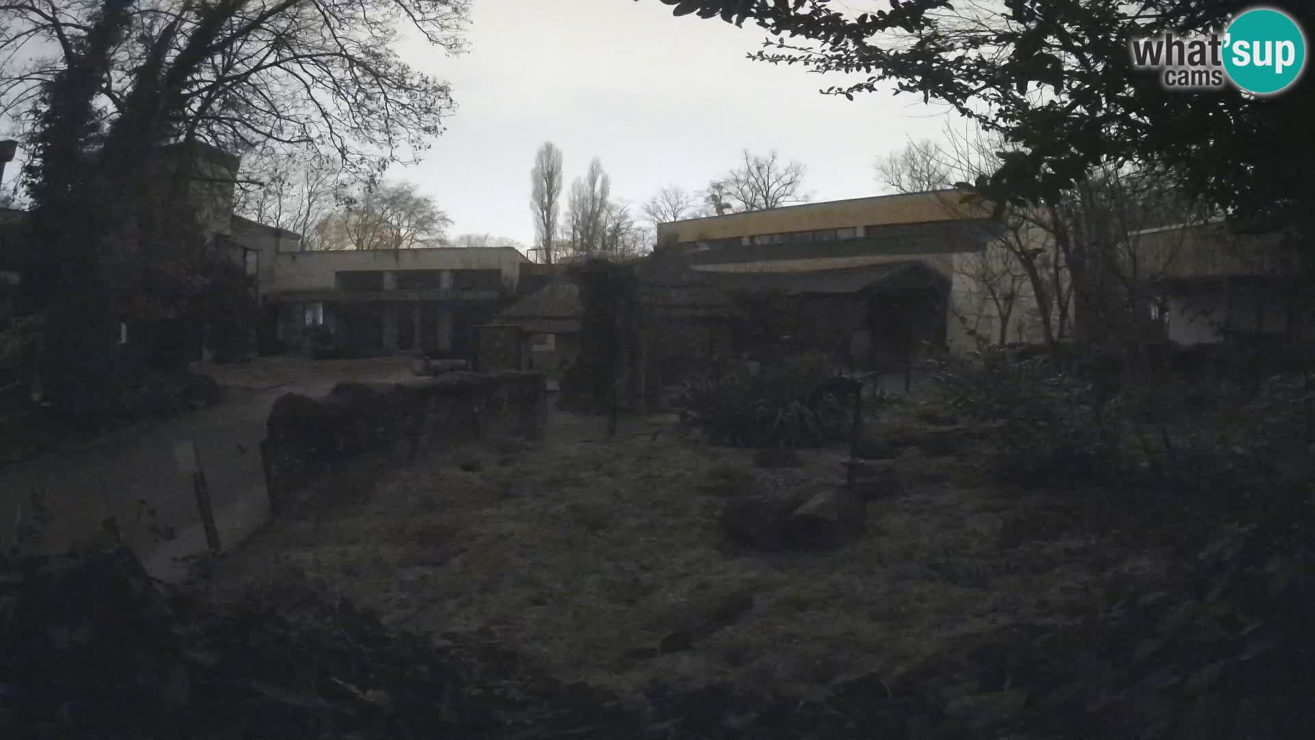 Zoo Zagreb – Suricata