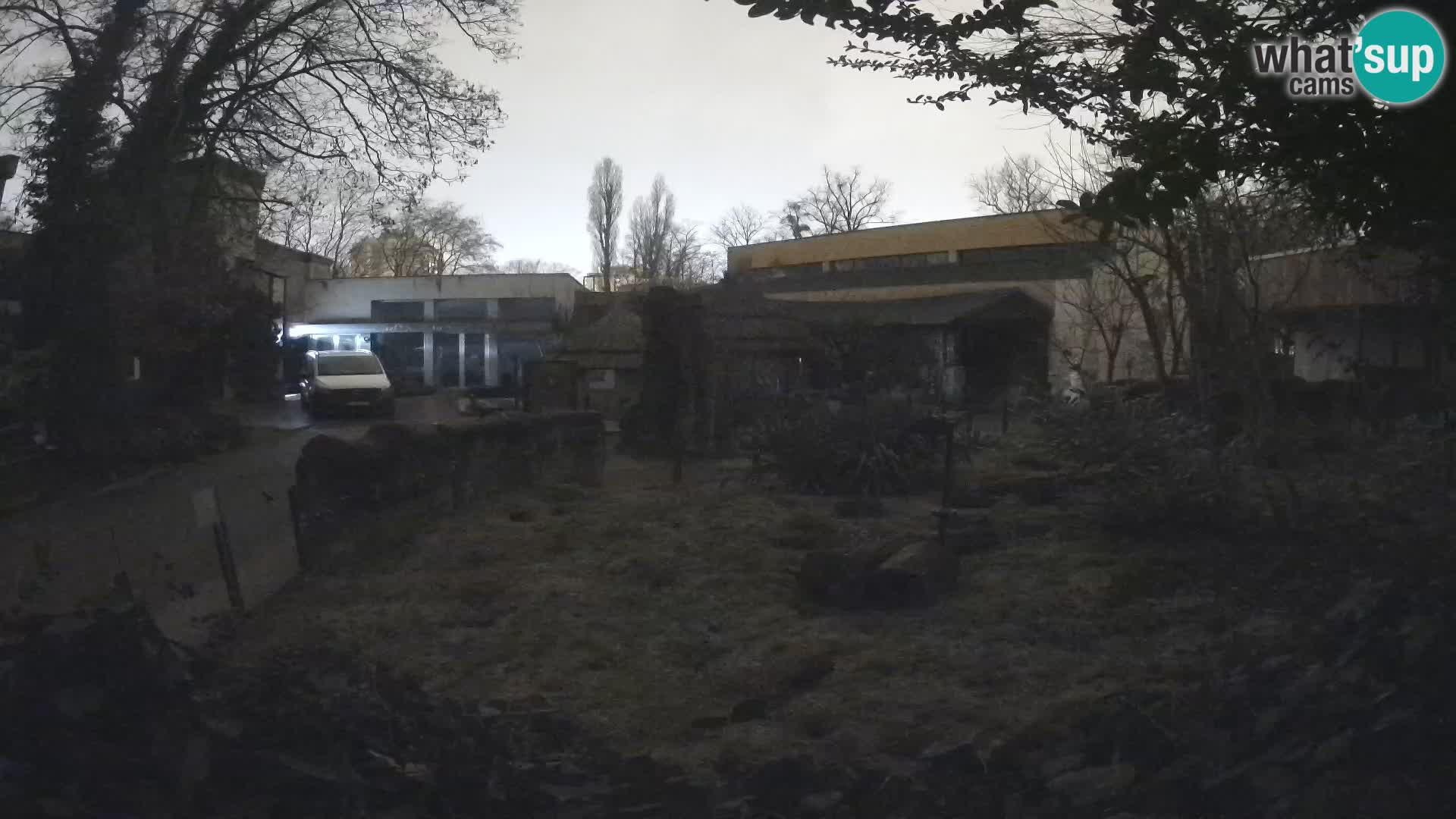 Zoo Zagreb – Merkat