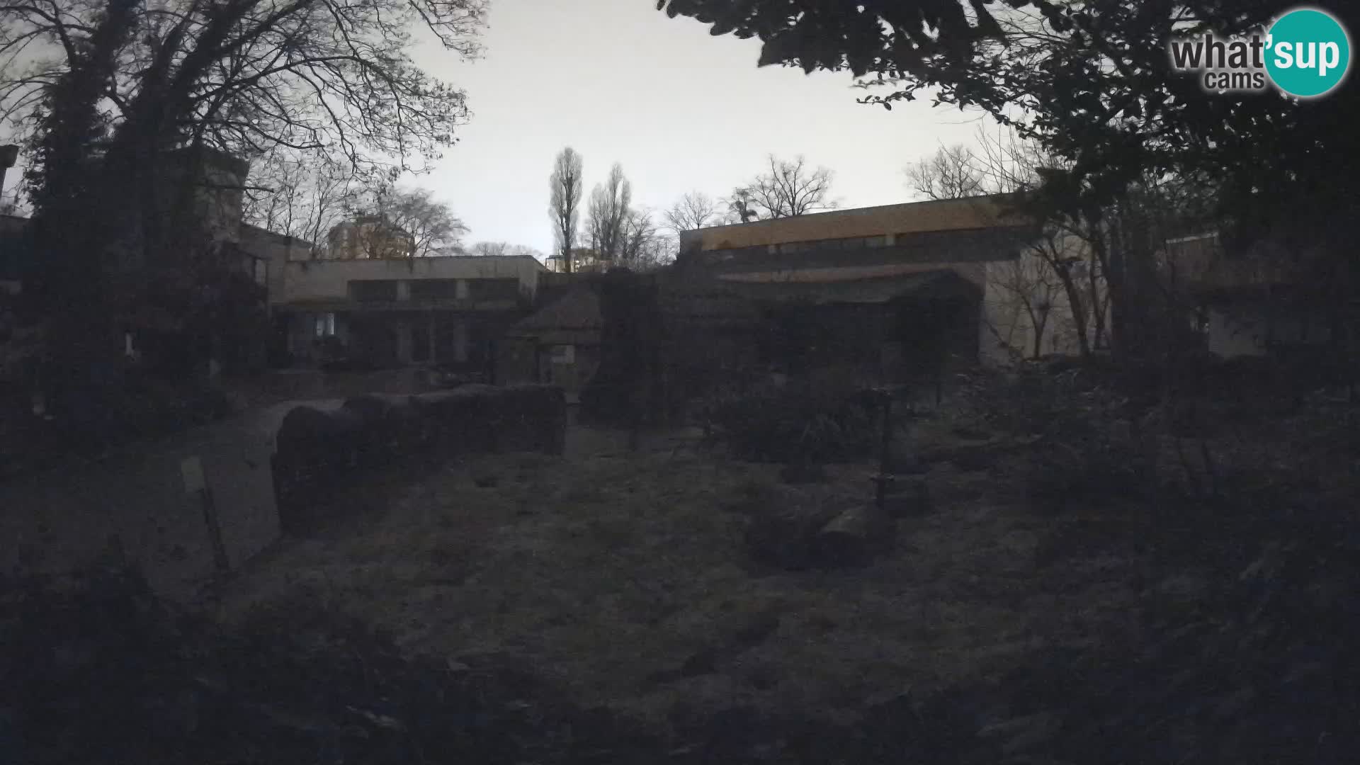 Zoo Zagreb – Suricata