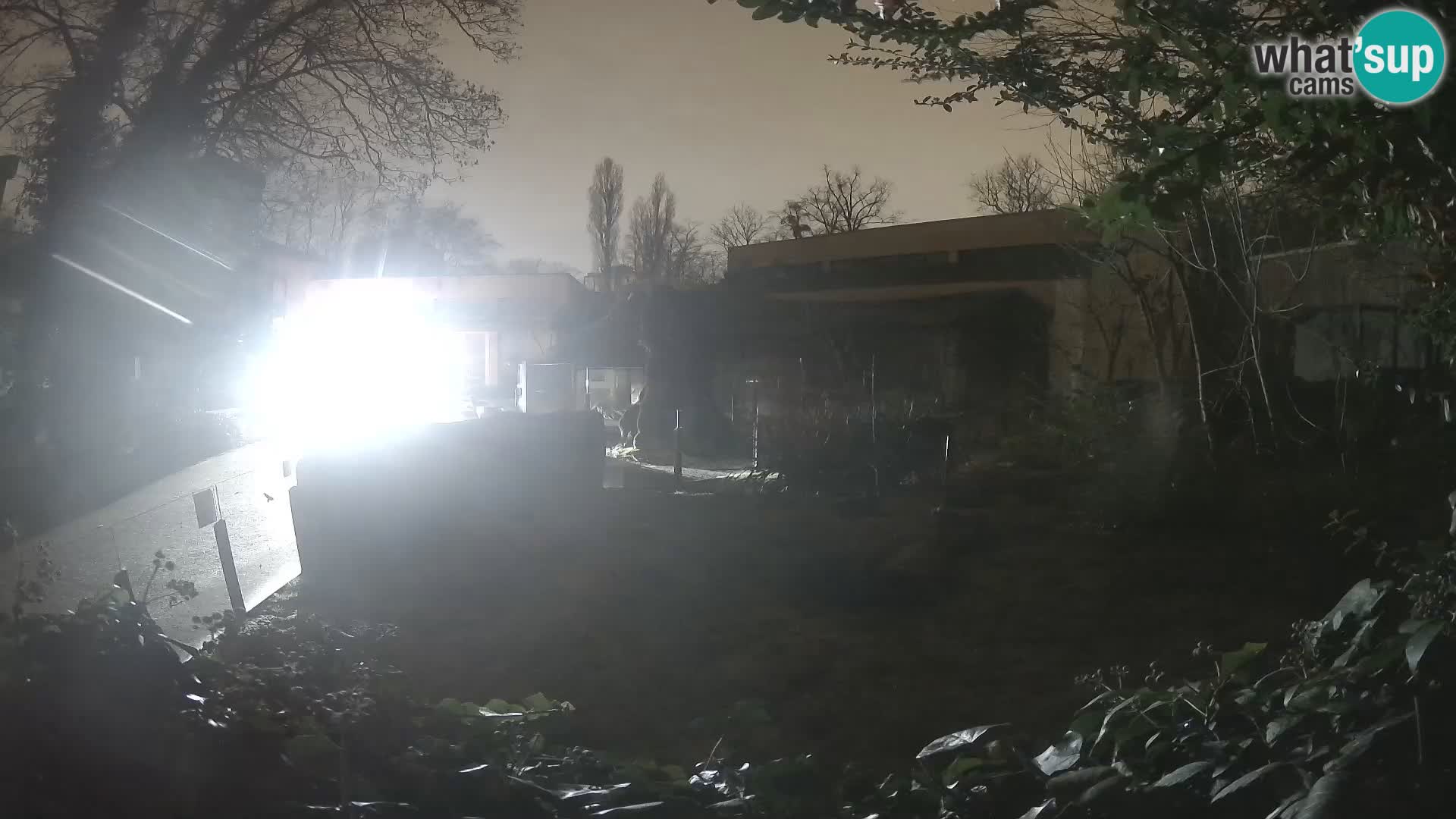 Zoo Zagreb – Surikate