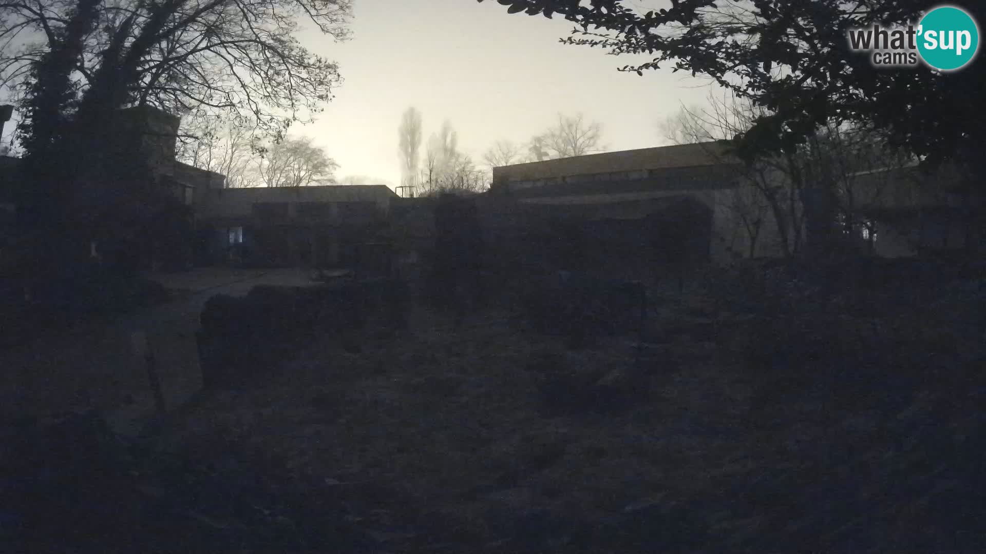 Zoo Zagreb – Meerkat (Suricate)