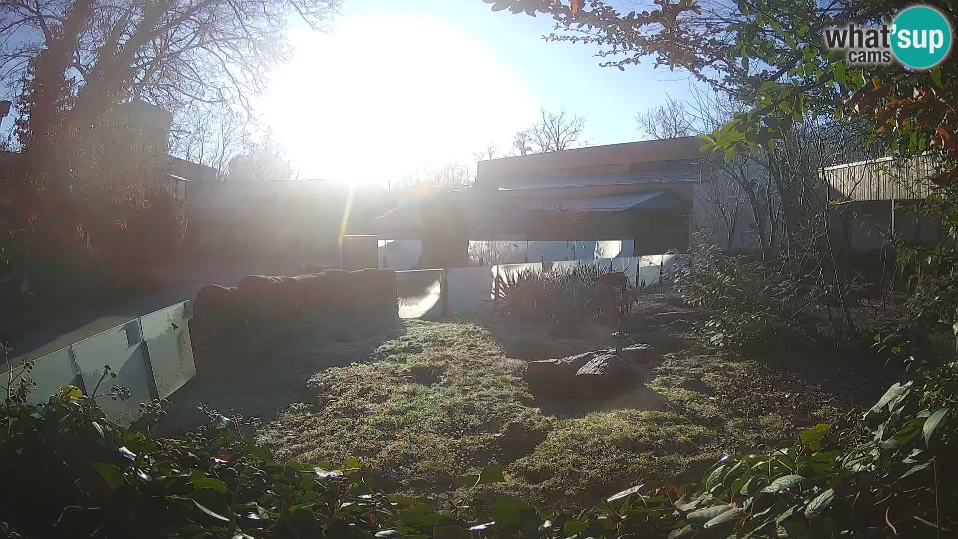 Zoo Zagreb – Merkat