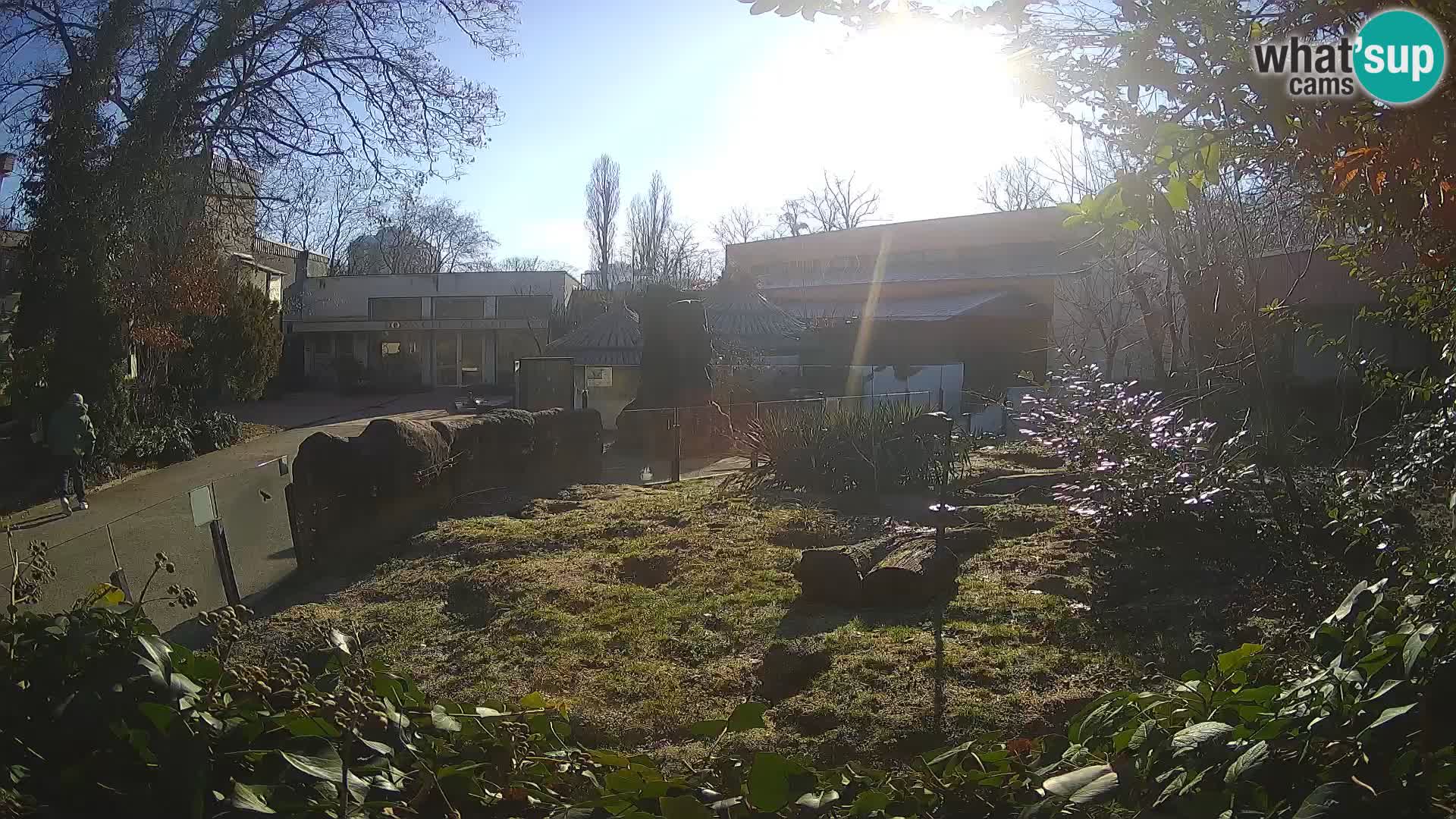 Zoo Zagreb – Merkat