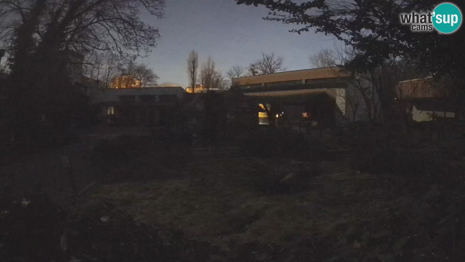 Zoo Zagreb – Suricata