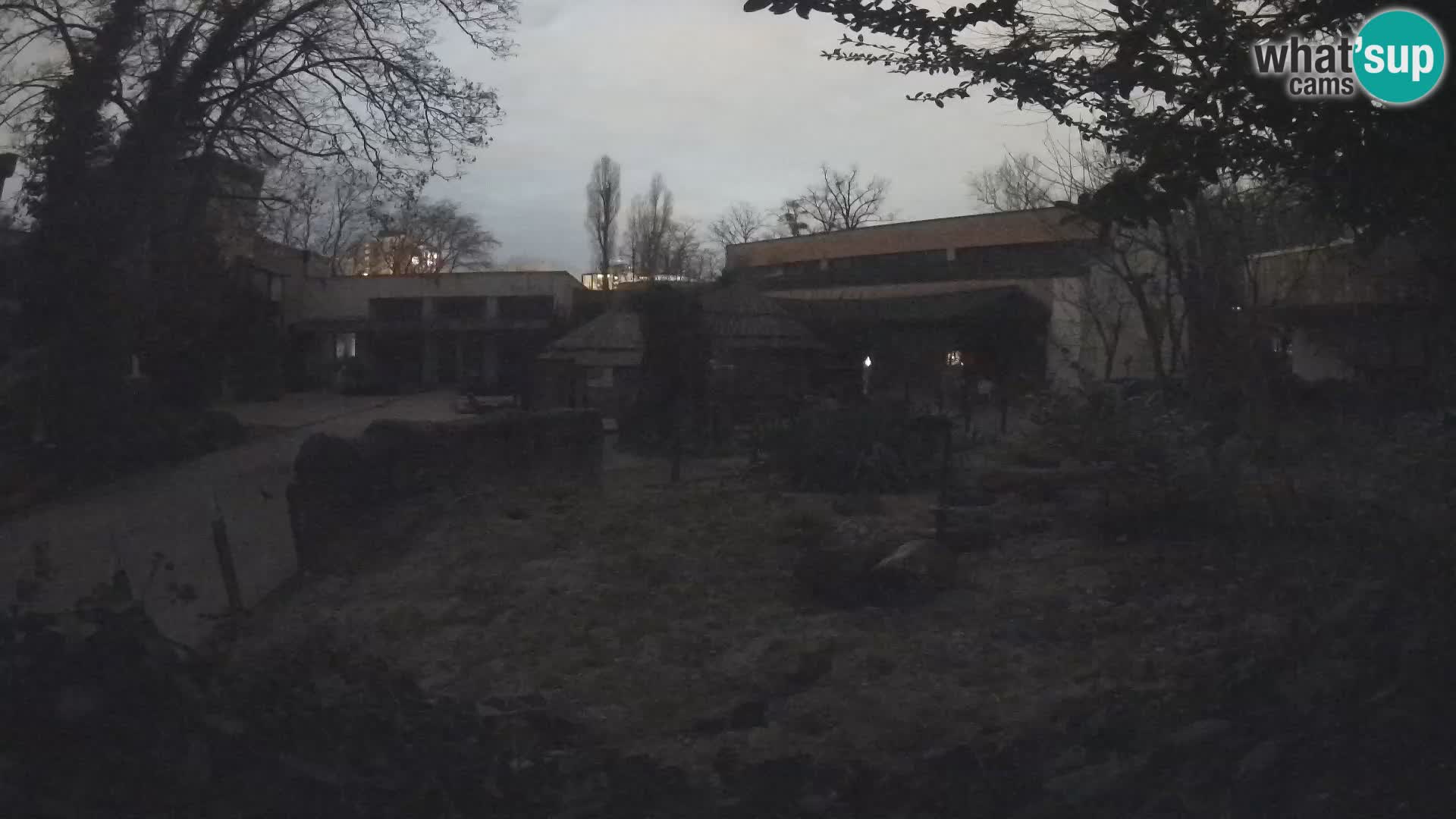 Zoo Zagreb – Suricata