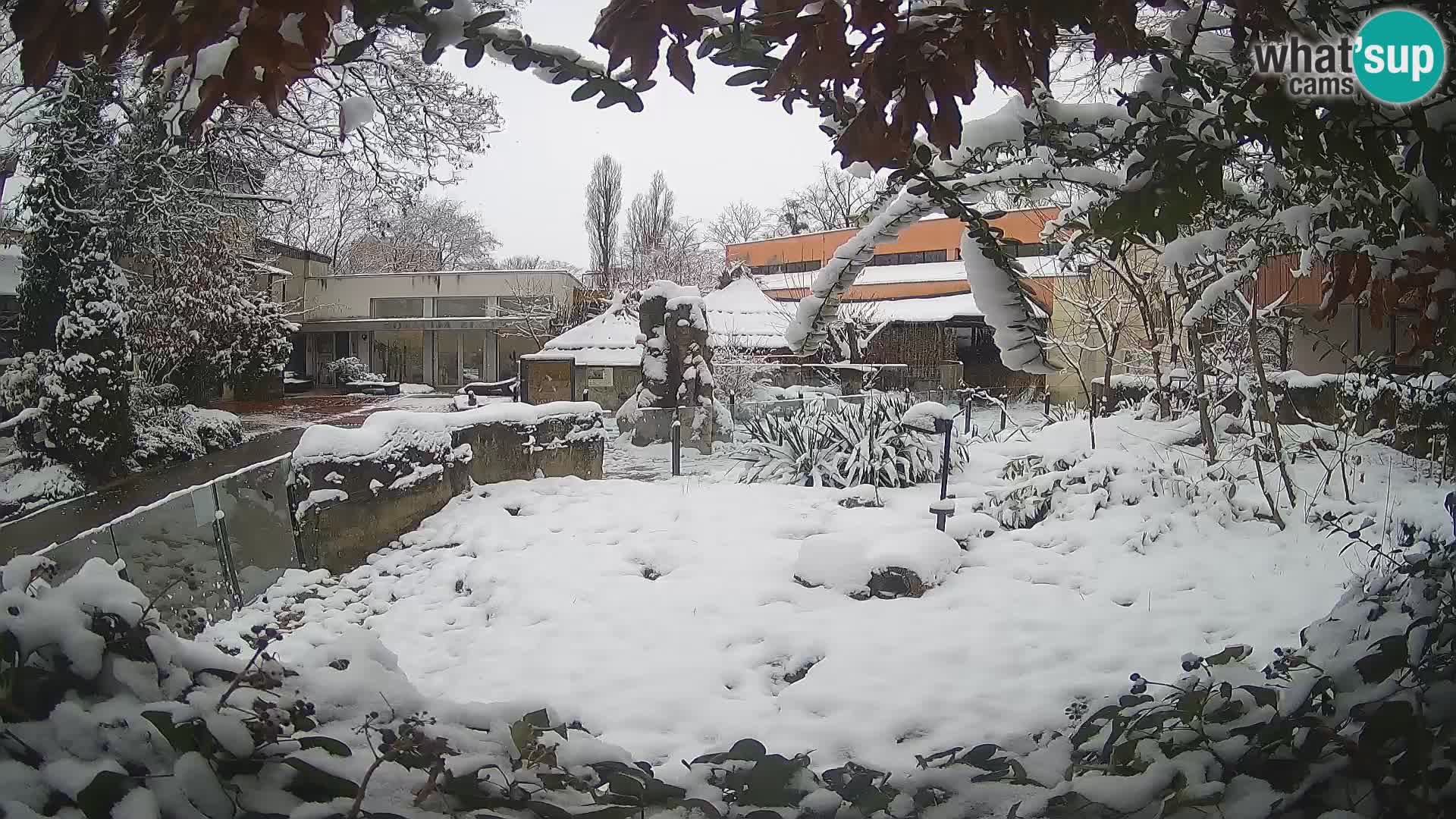 Zoo Zagreb – Surikate