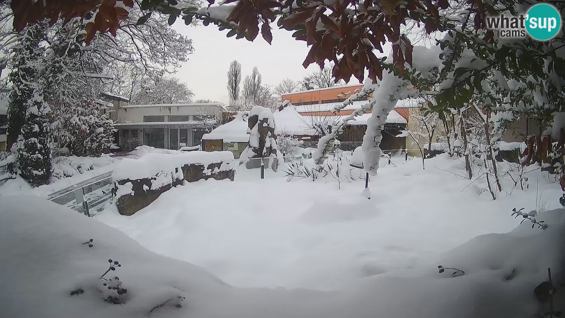 Zoo Zagreb – Suricata