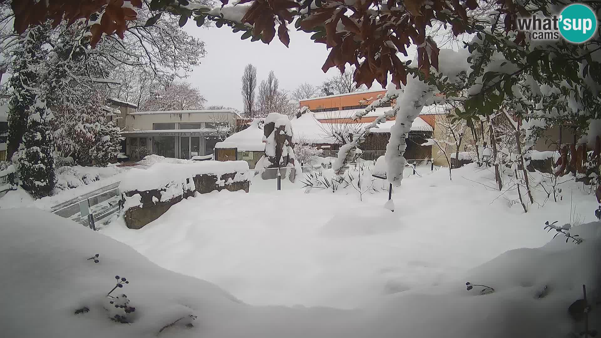 Zoo Zagreb – Suricata