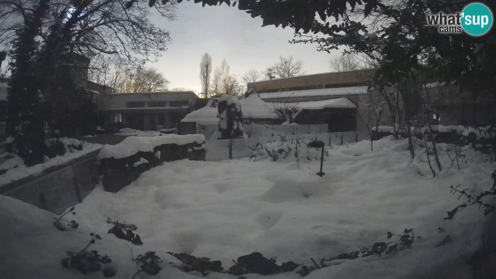 Zoo Zagreb – Suricata