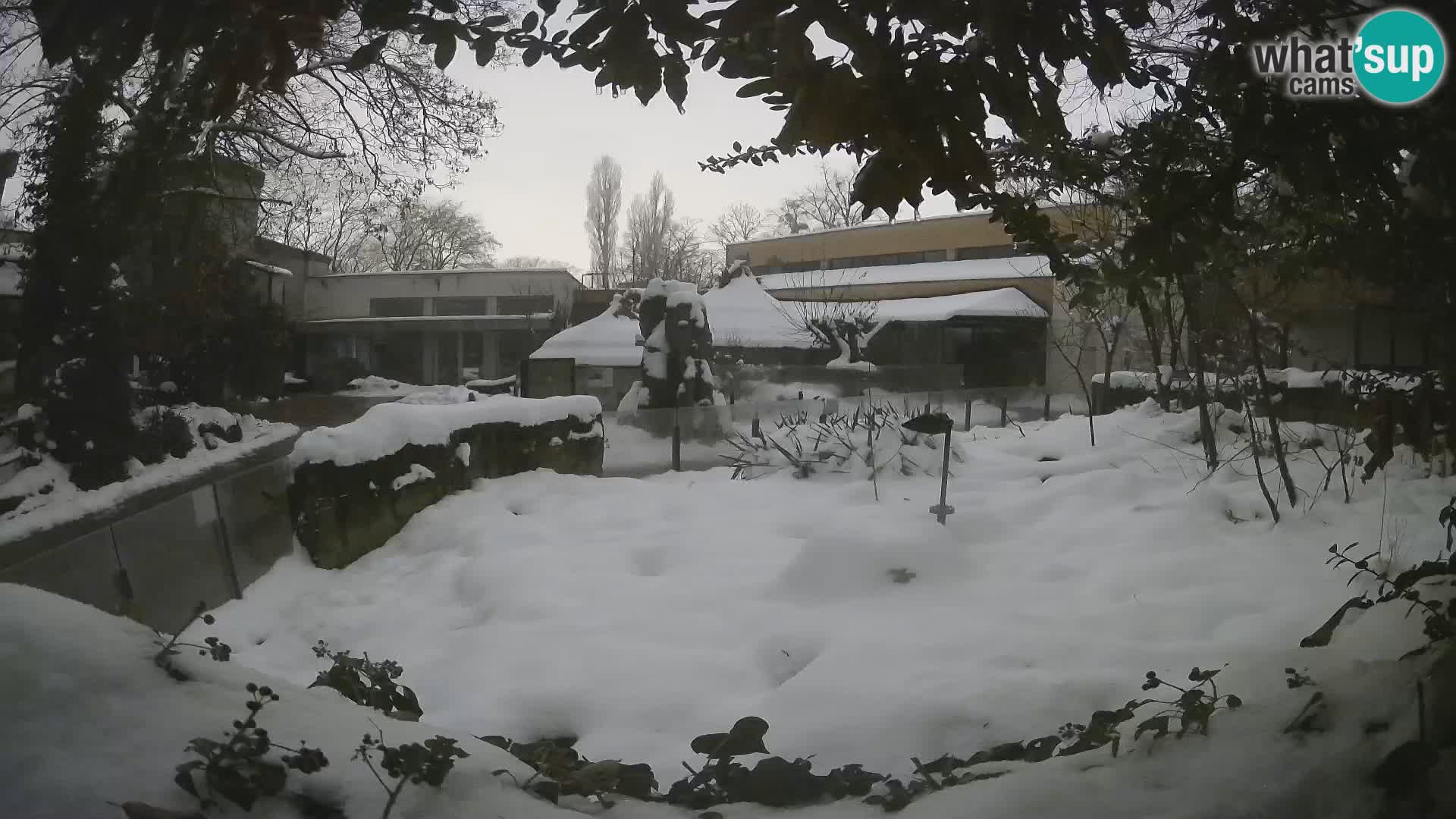 Zoo Zagreb – Merkat