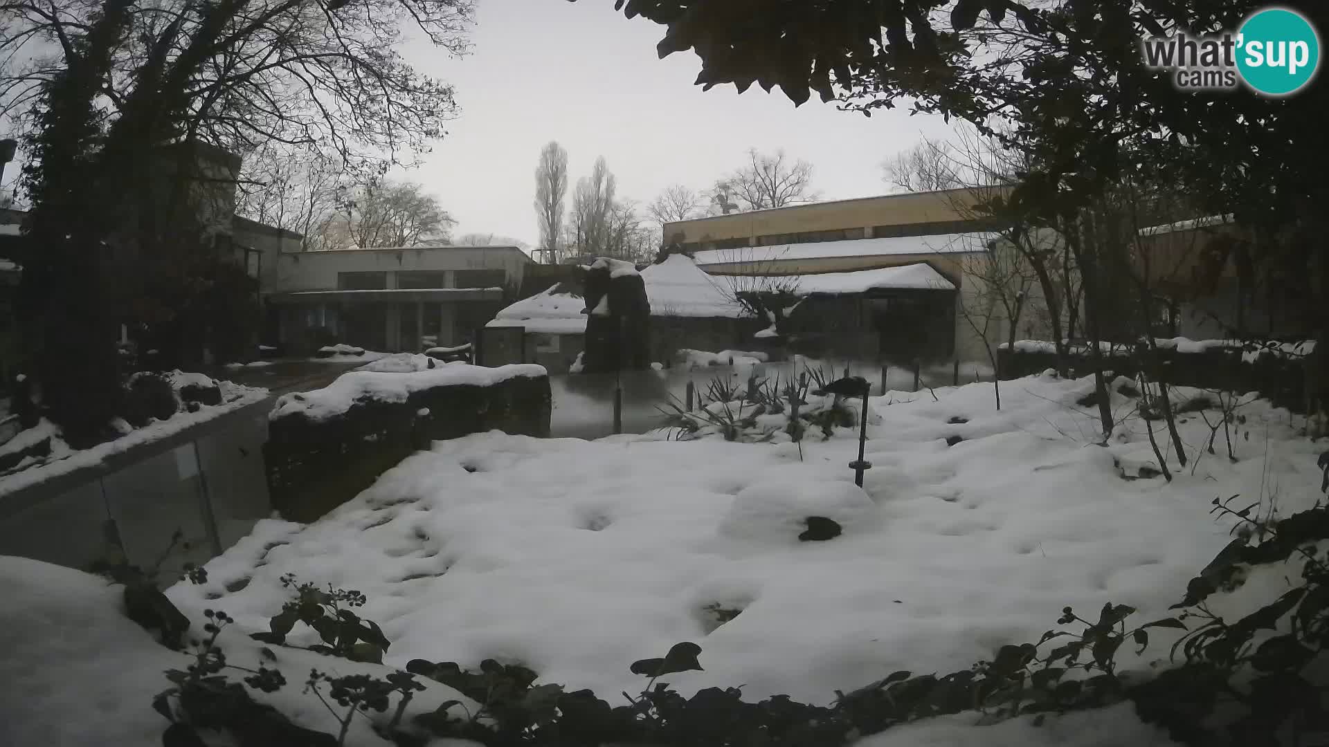 Zoo Zagreb – Suricata