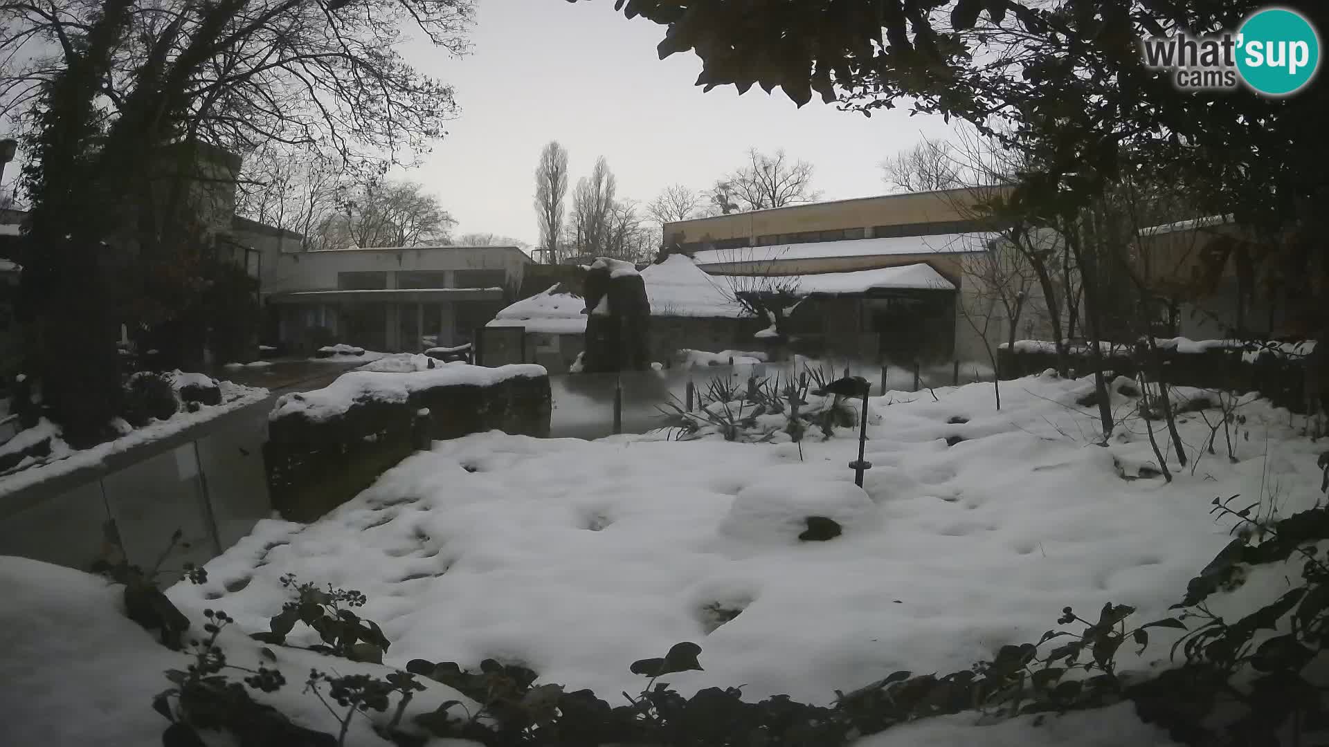 Zoo Zagreb – Merkat