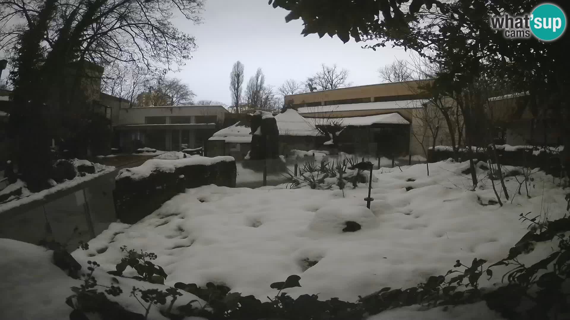 Zoo Zagreb – Surikate