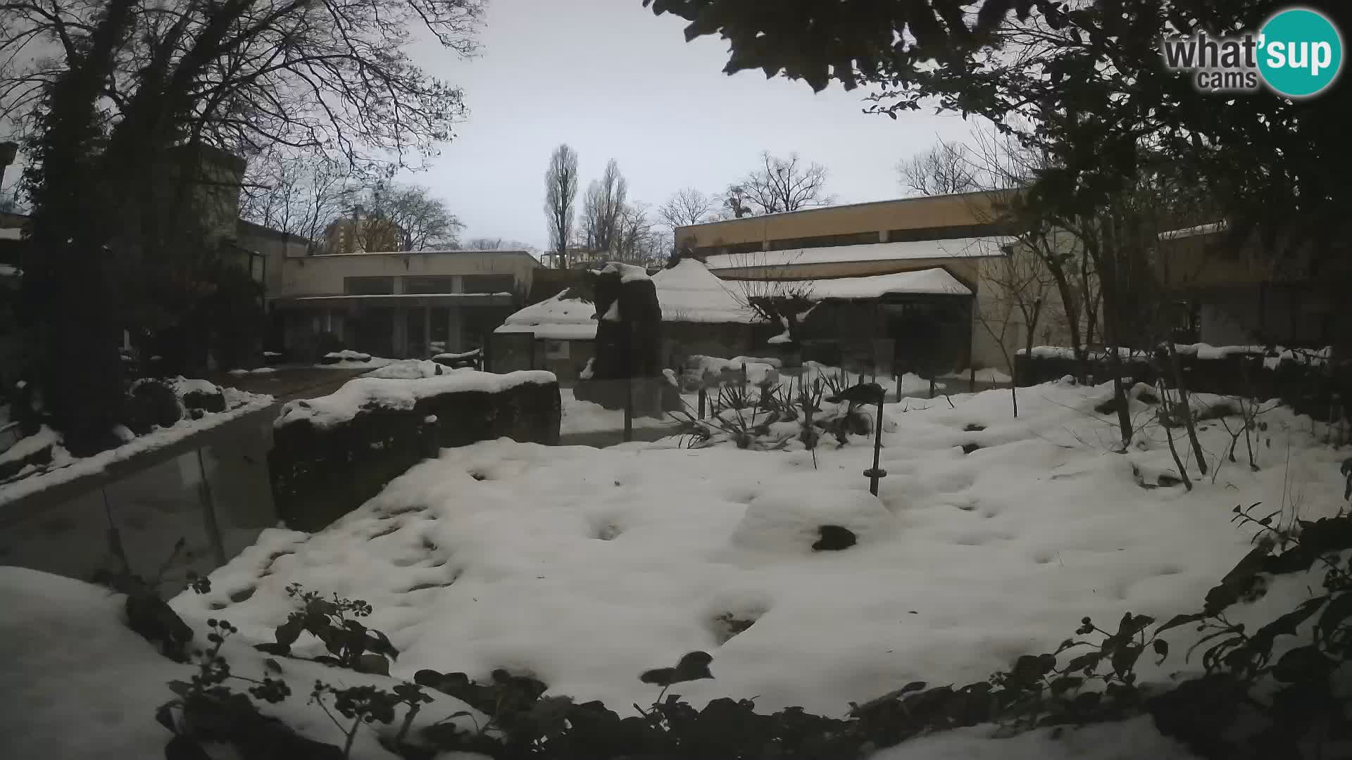 Zoo Zagreb – Suricate