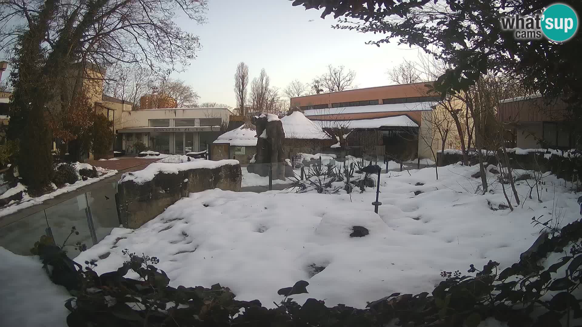 Zoo Zagreb – Suricate