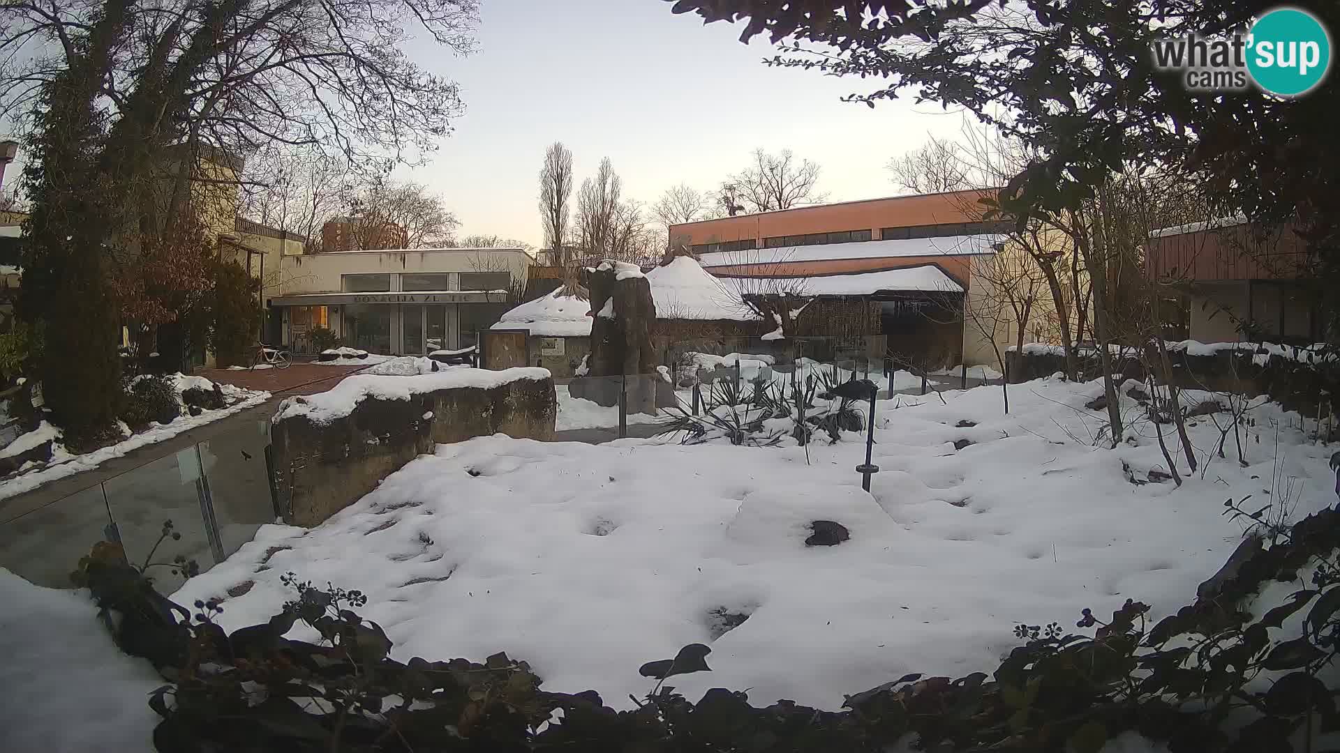 Zoo Zagreb – Suricata