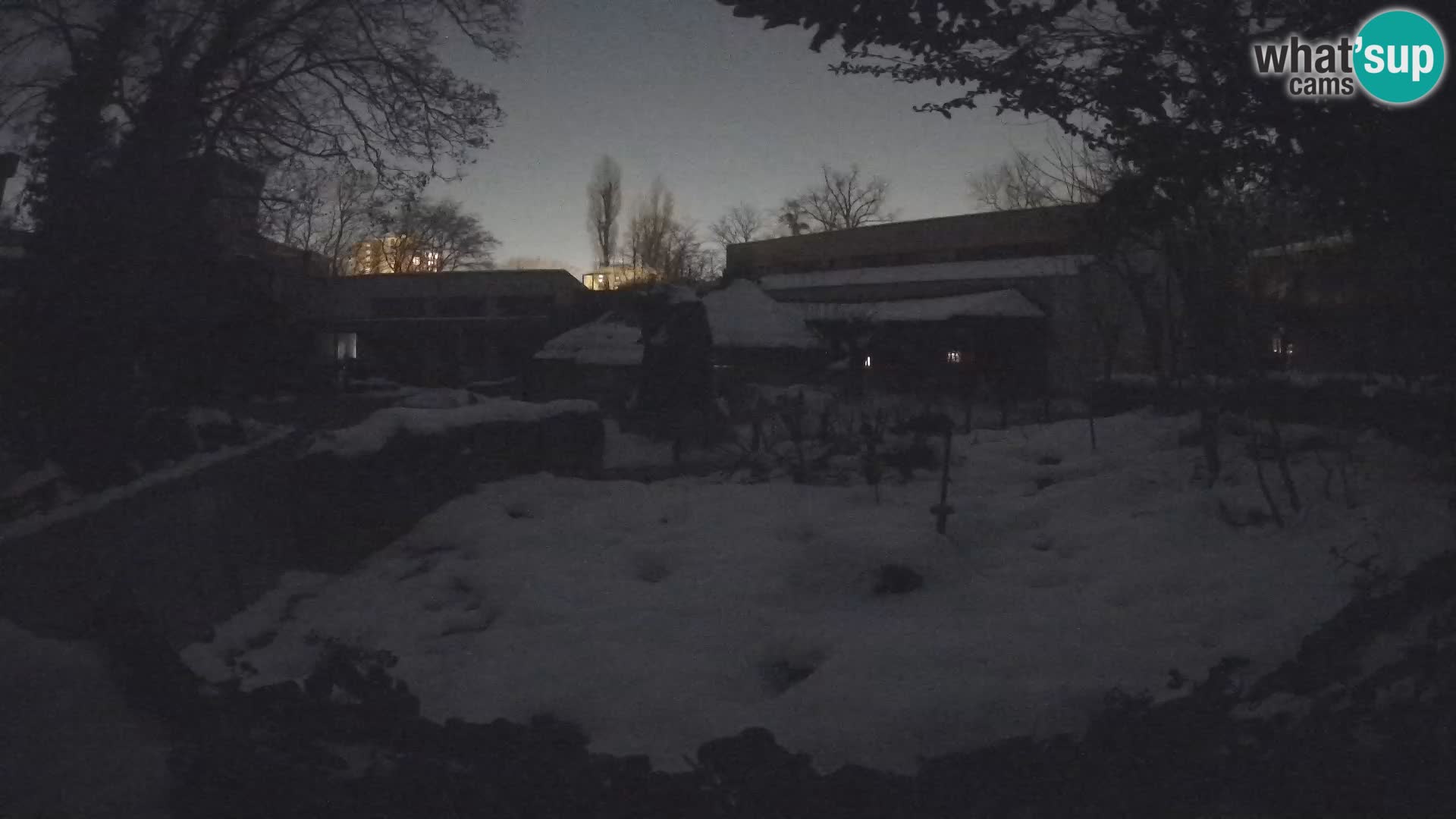 Zoo Zagreb – Suricate