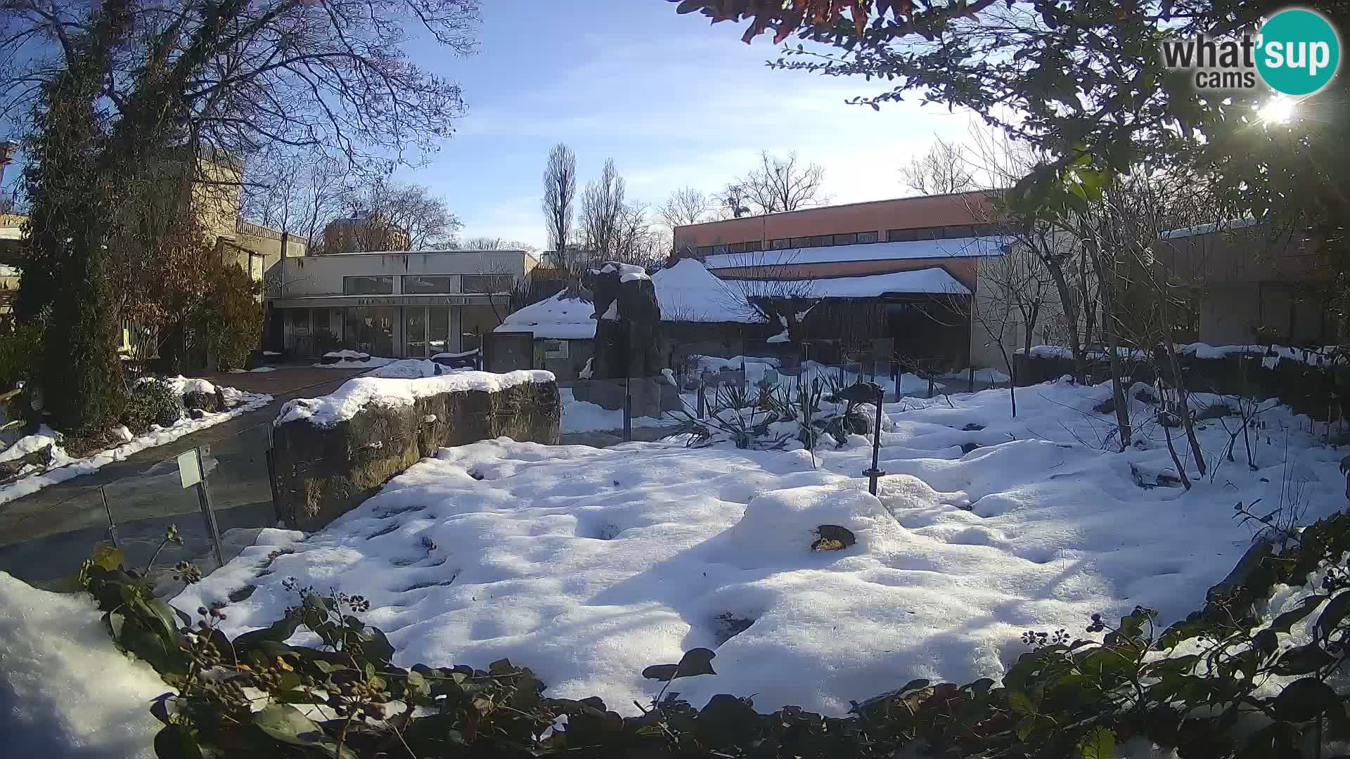 Zoo Zagreb – Suricata