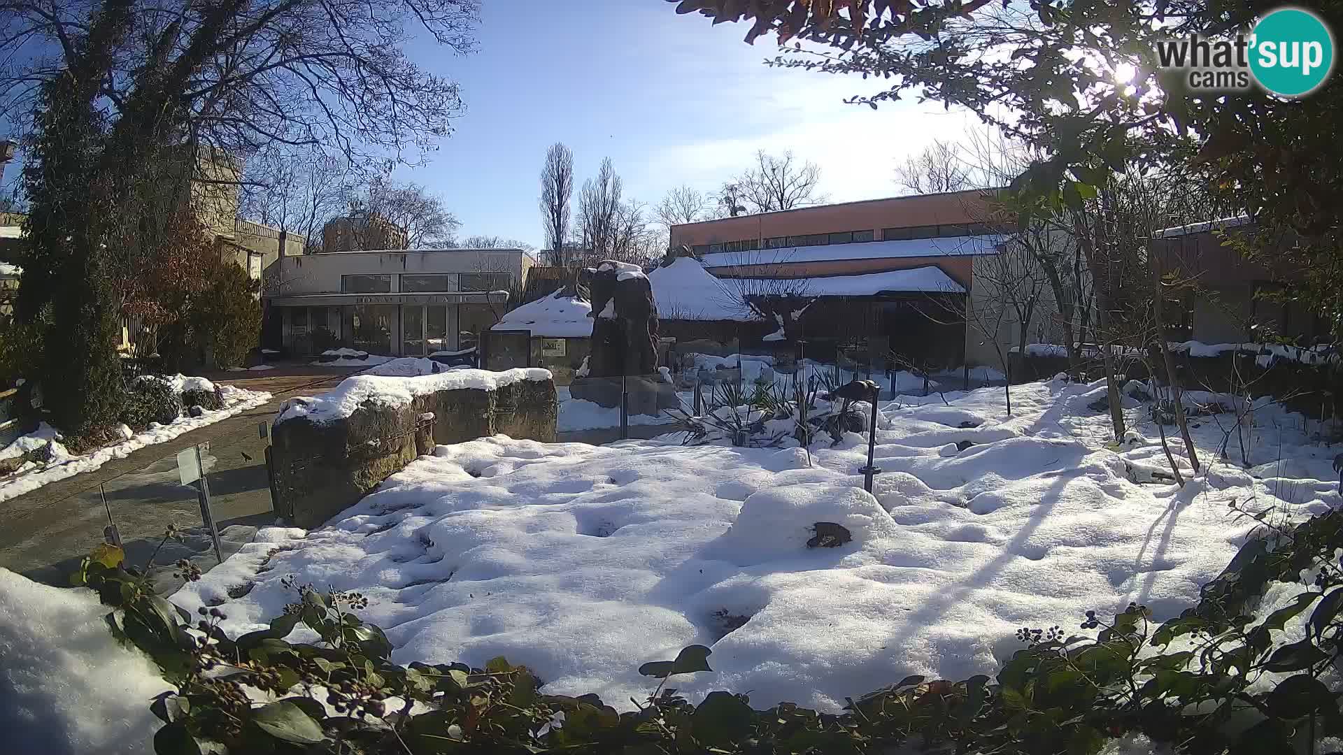 Zoo Zagreb – Surikate