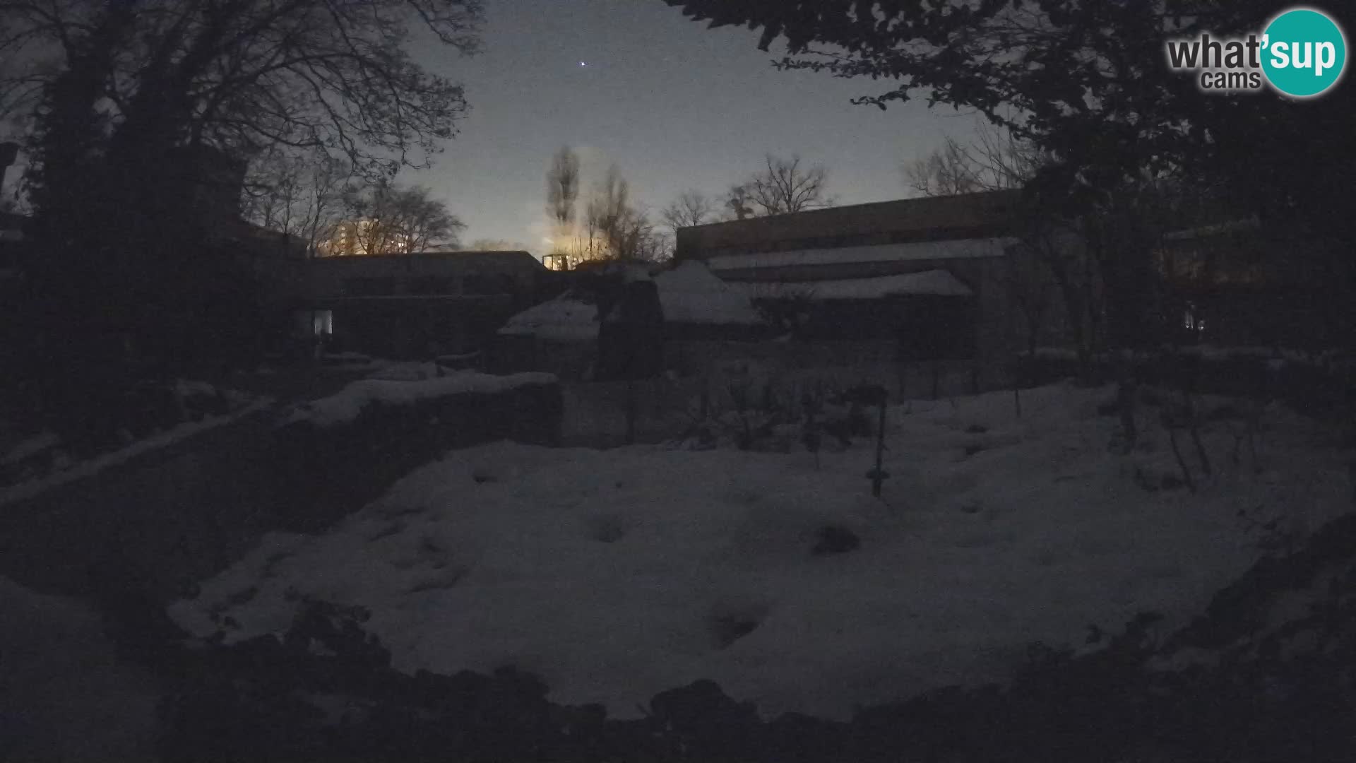 Zoo Zagreb – Suricata