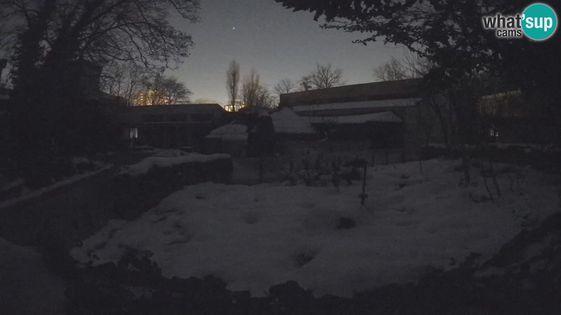 Zoo Zagreb – Suricata