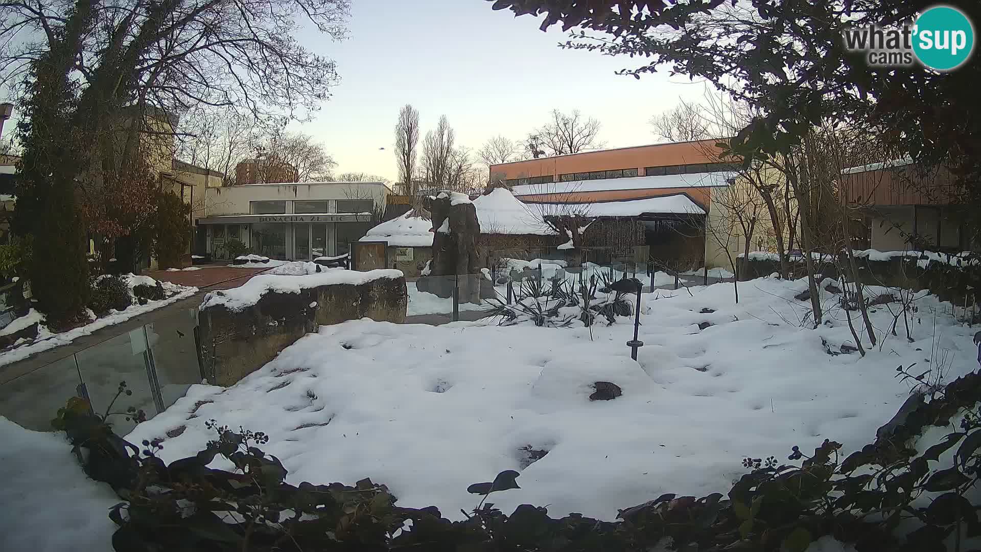 Zoo Zagreb – Suricata